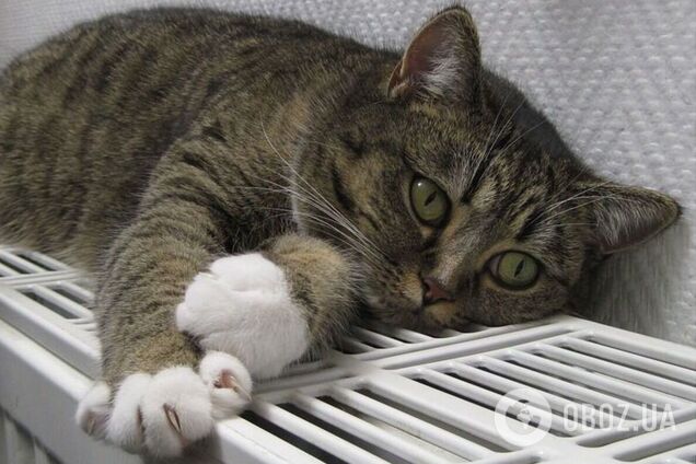 Кличко анонсував початок опалювального сезону в Києві: кому увімкнуть тепло першому