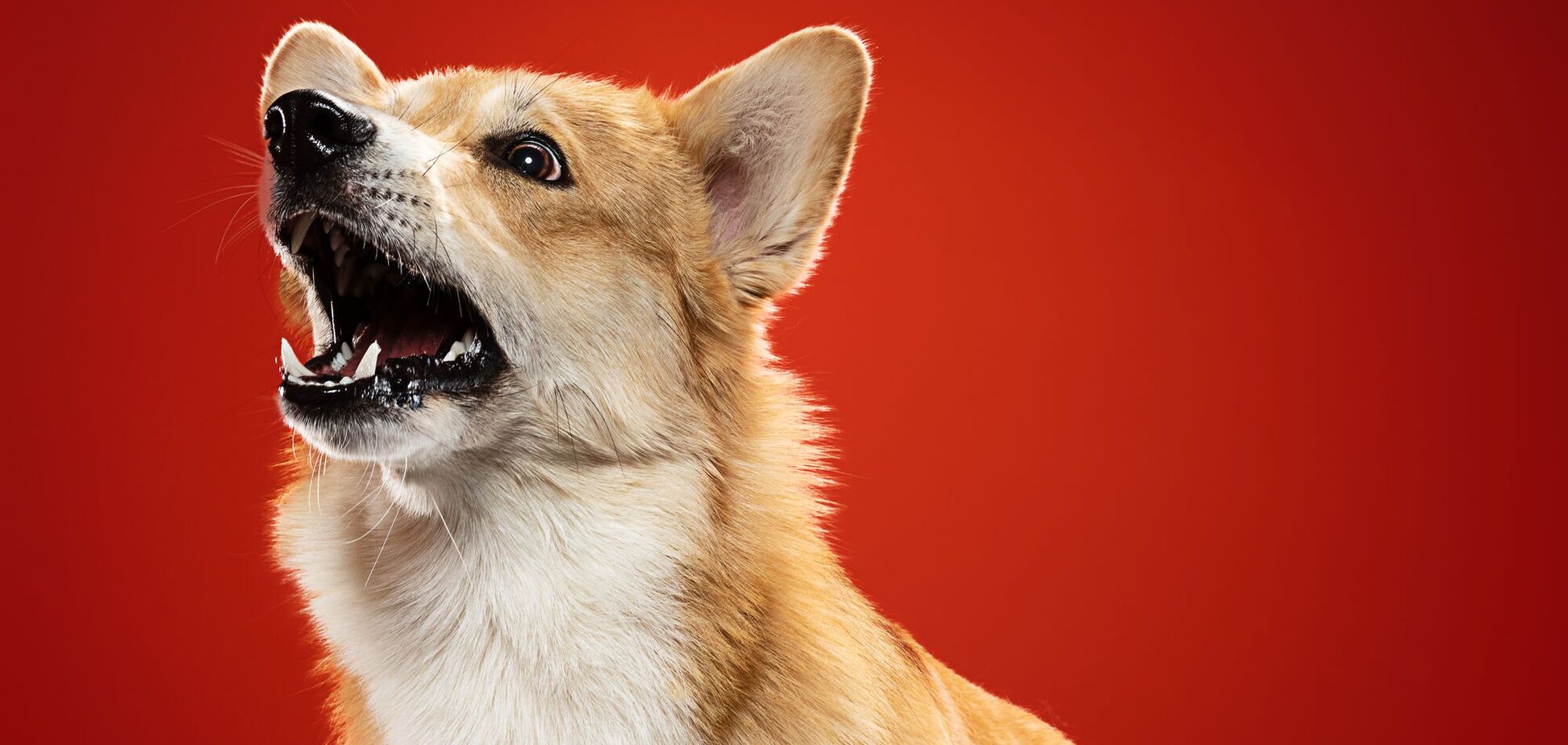 Кинолог назвал самую опасную породу собак в мире