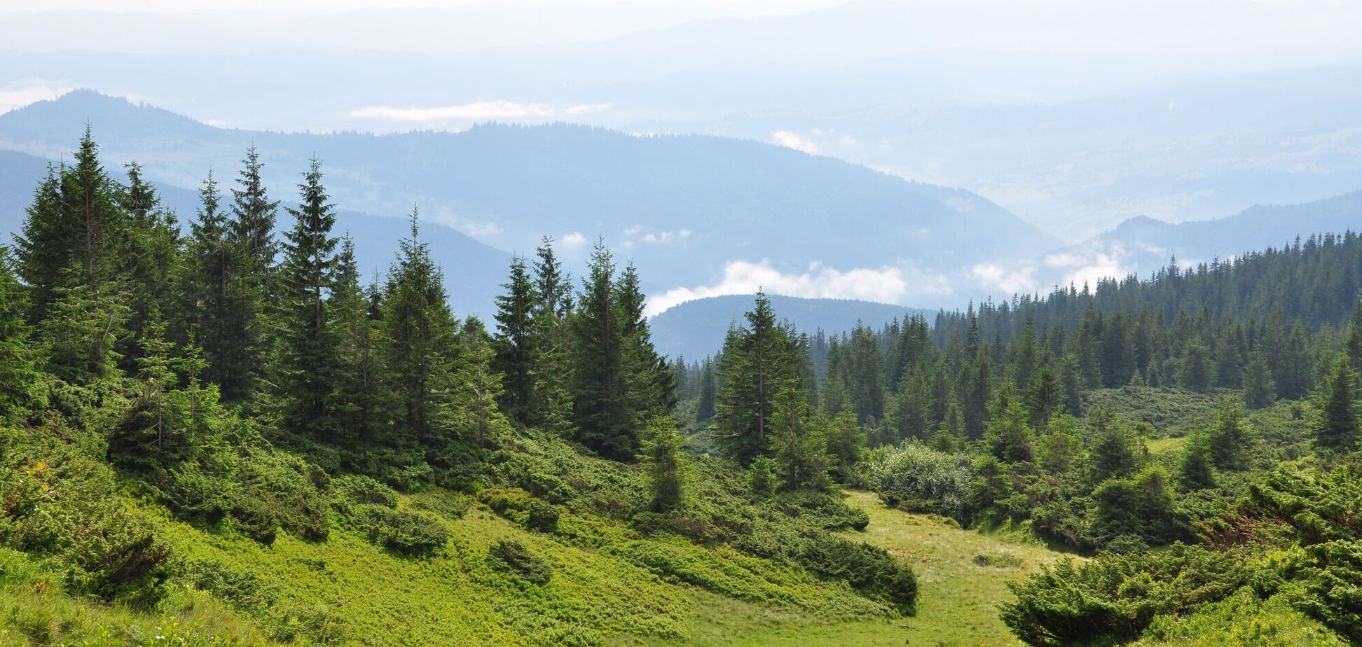 Рубят то, что можно дорого продать: Карпаты быстро теряют лес. Карта