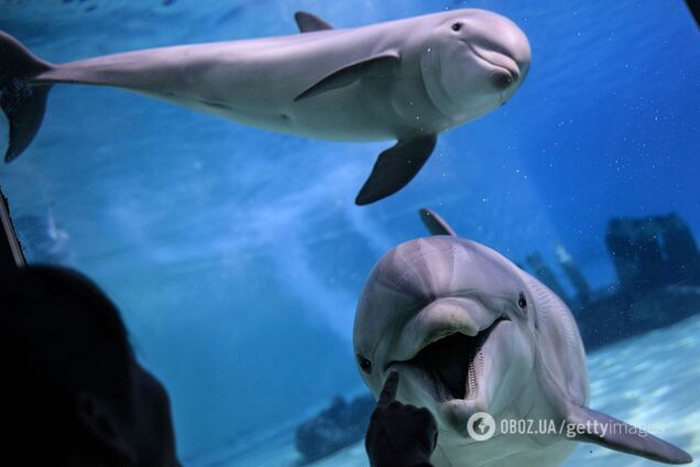 Чи справді дельфіни вміють усміхатися та чому відкритий рот – не завжди ознака гарного настрою