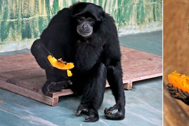 Тыквенные уикенды в Киевском зоопарке: оранжевыми дарами осени будут смаковать приматы. Фото и видео