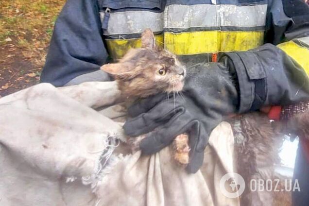 Полдня мяукал, умоляя о спасении: в Киевской области спасатели пришли на помощь котику. Подробности и фото