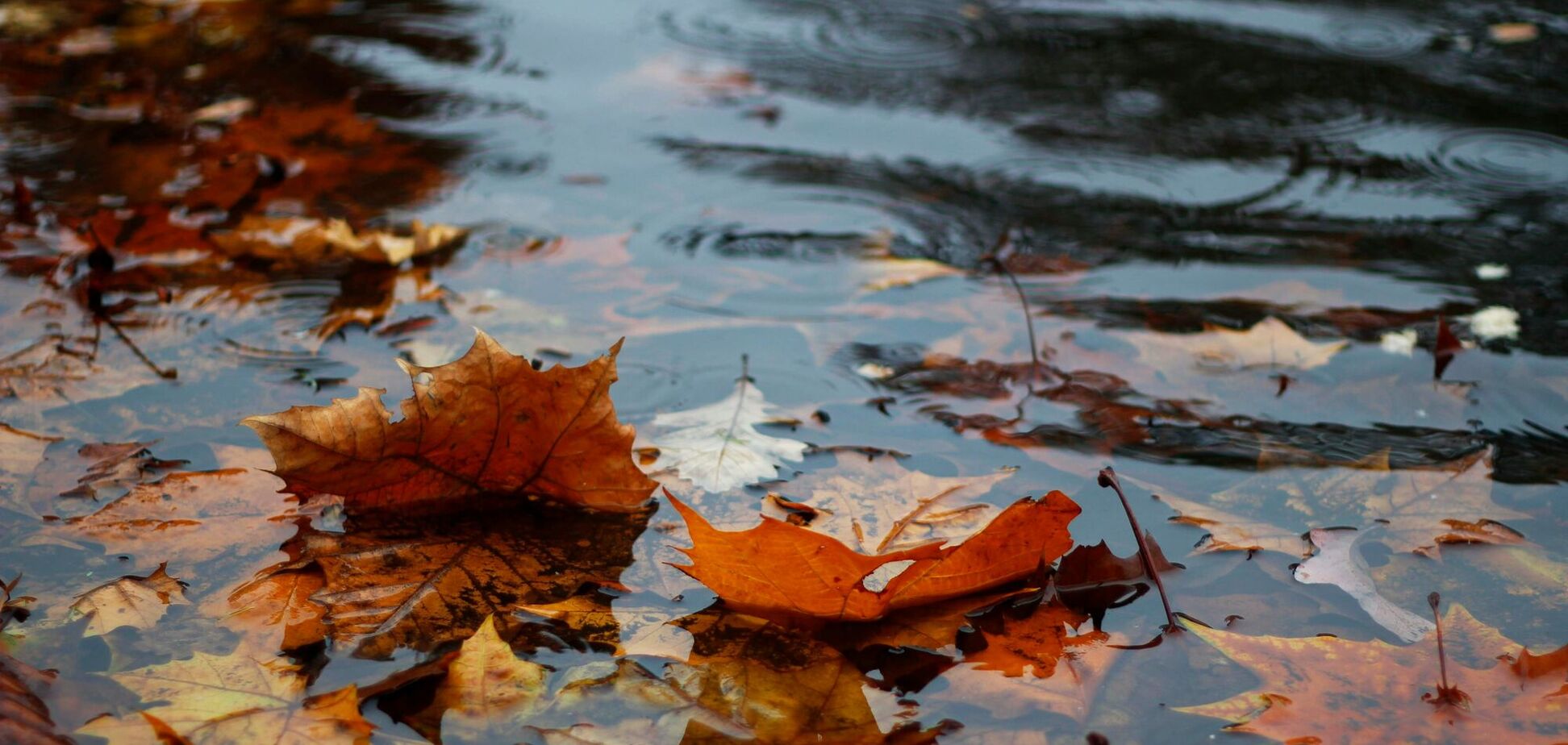 'Будет много дождей': синоптик уточнила прогноз для Украины на вторник. Карта