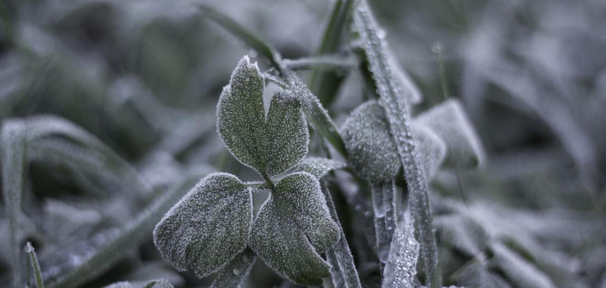 В Україні вдарять заморозки, частину областей накриють дощі: синоптикиня дала прогноз на середу. Карта
