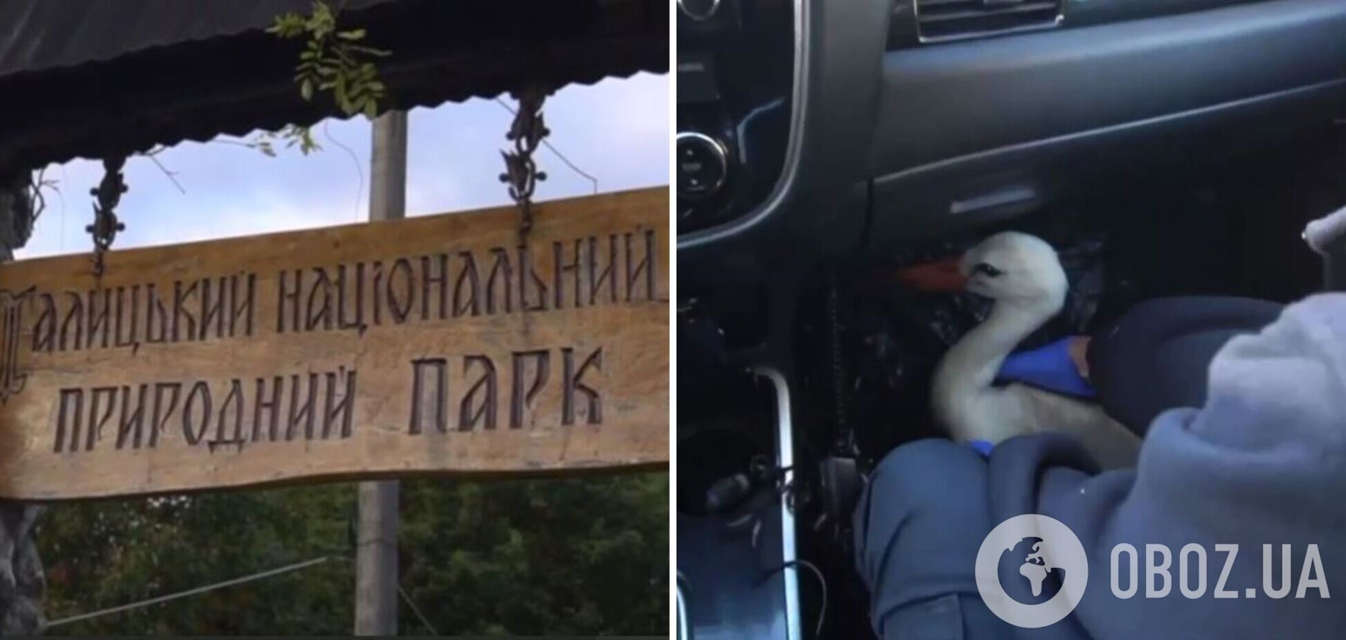 Птах проведе зиму в заповіднику: у Франківську поліцейські врятували пораненого лелеку. Відео