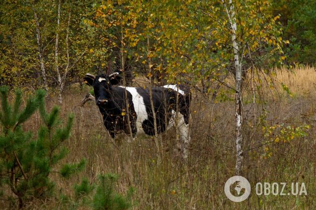 В Чернобыльской зоне заметили одичавших домашних животных, которые не хотят попадаться на глаза людям. Фото