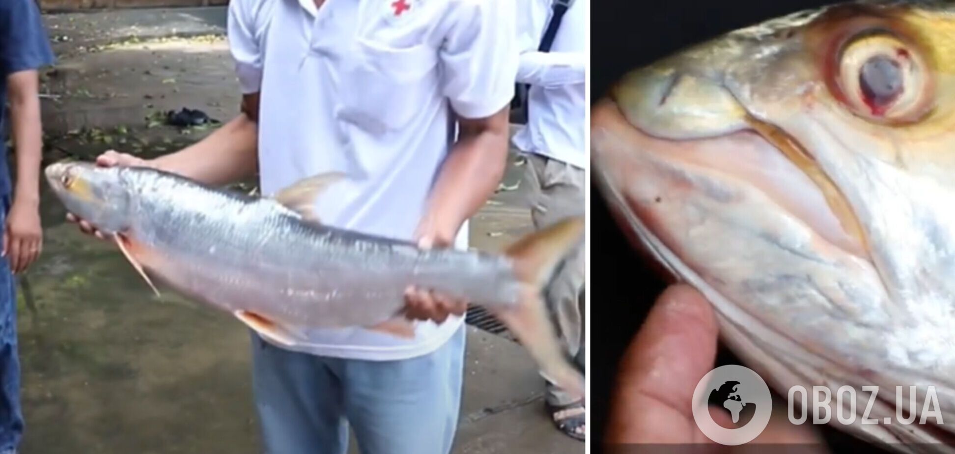 В реке Меконг заметили гигантскую рыбу, считавшуюся вымершей. Фото и видео