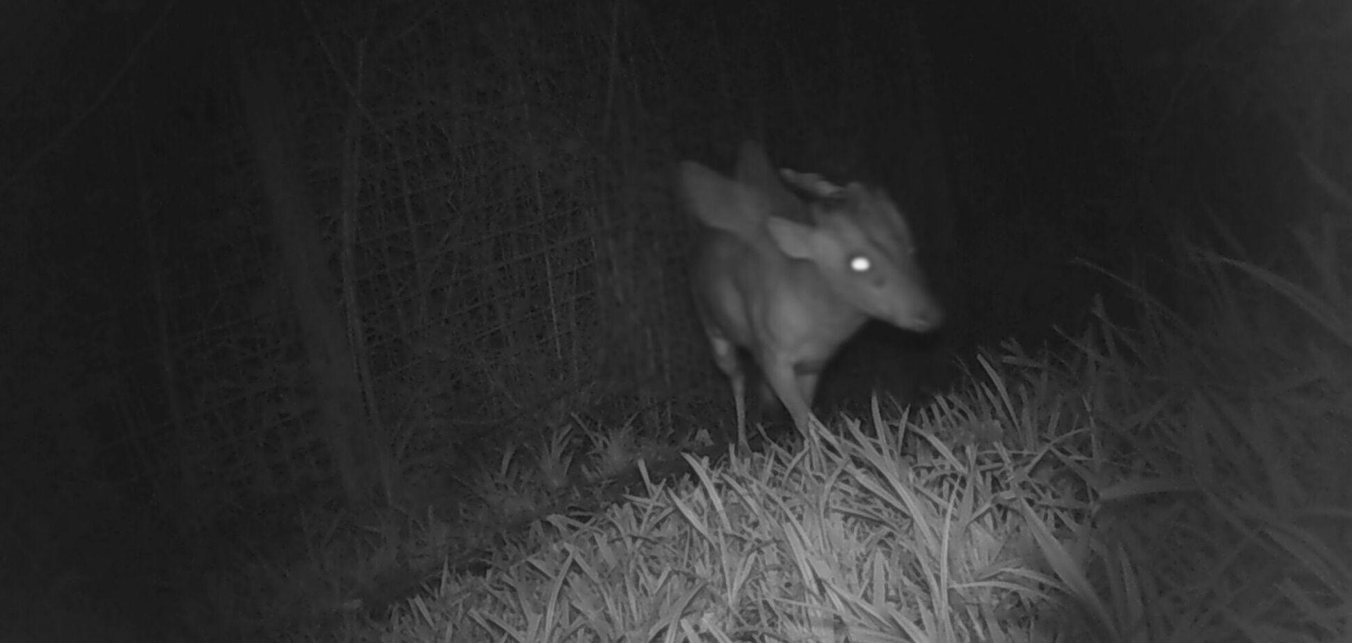 У Великій Британії зняли на відео загадкову істоту з рогами та крилами