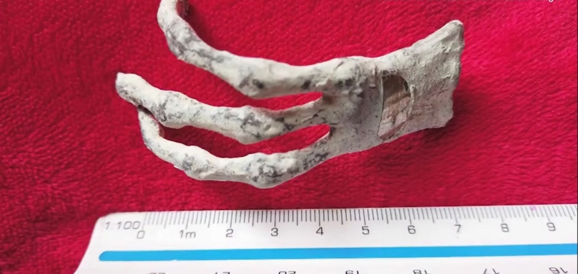 Эксперты, изучающие 'мумии инопланетян' из Перу, сделали поразительную находку при вскрытии их тел. Видео