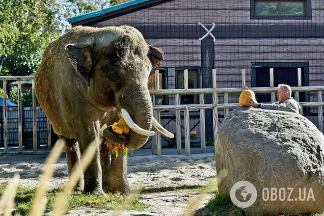 Фінальний гарбузовий вікенд: дарами осені ласуватиме найбільший мешканець Київського зоопарку. Фото