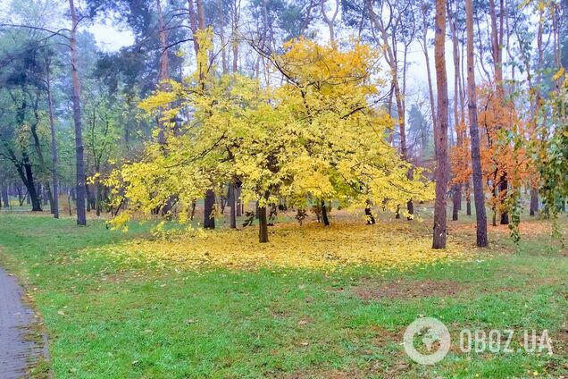 Мінлива хмарність та до +14°С: прогноз погоди по Київщині на 26 жовтня