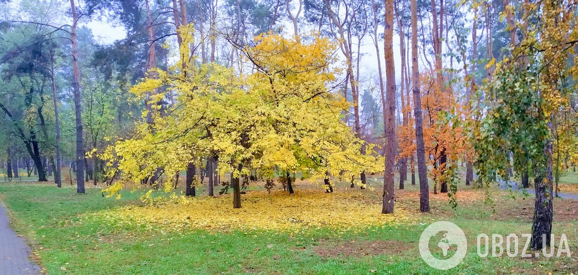 Переменная облачность и до +14°С: подробный прогноз погоды по Киевщине на 26 октября