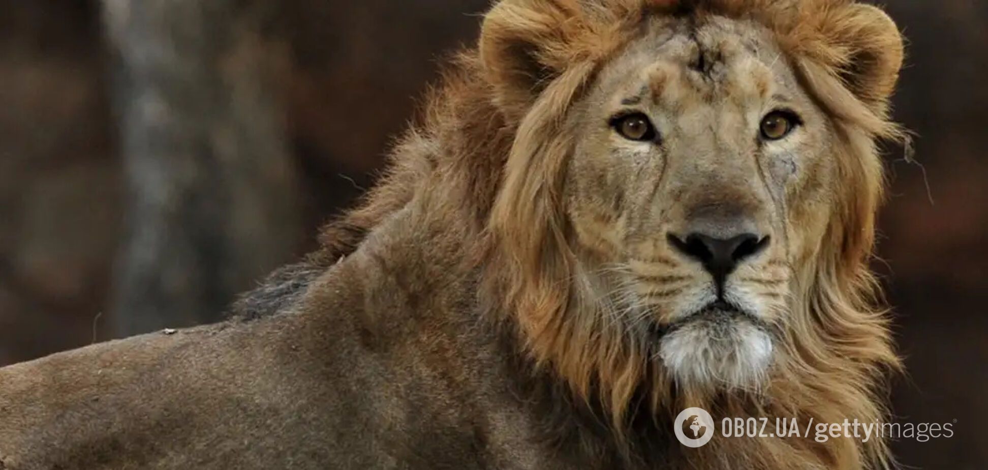 В Турции лев сбежал из зоопарка и напал на фермера, который спал на улице: как спасали мужчину