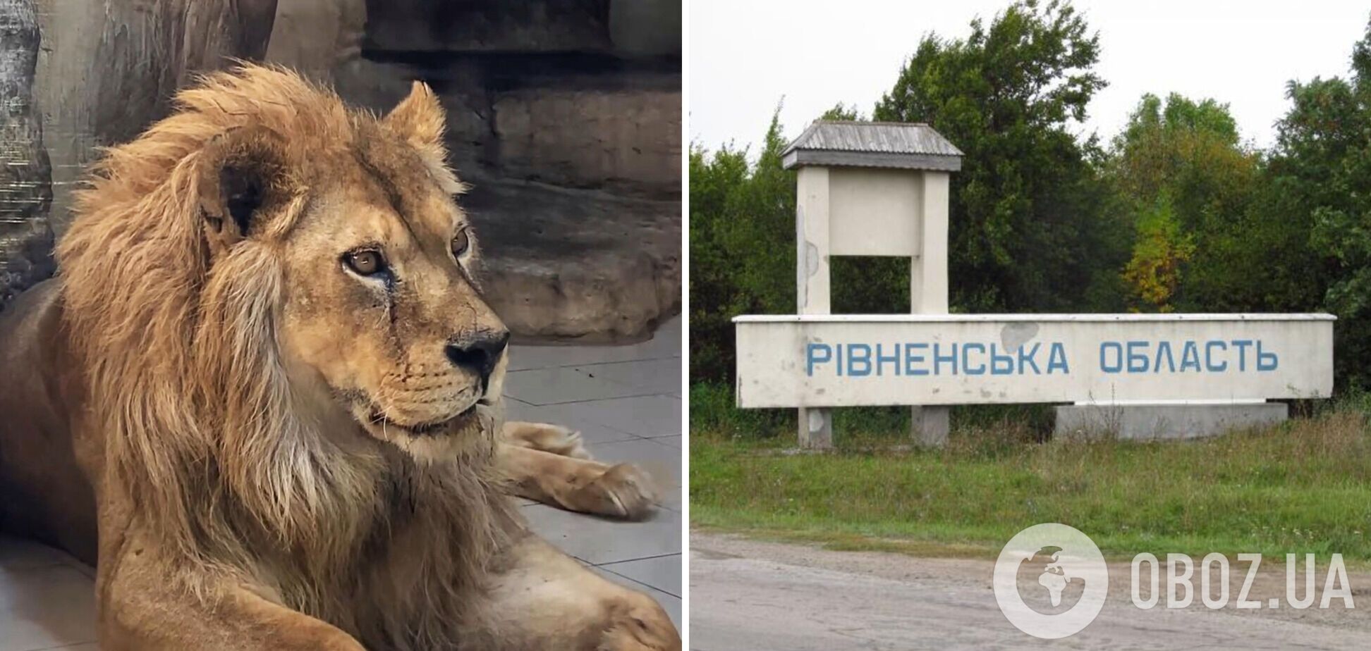 Привезли на утилізацію: поліція встановила обставини появи мертвого лева на території заводу на Рівненщині