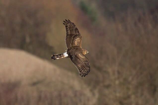 Занесен в Красную книгу Украины: в Чернобыльской зоне заметили редкую хищную птицу. Фото
