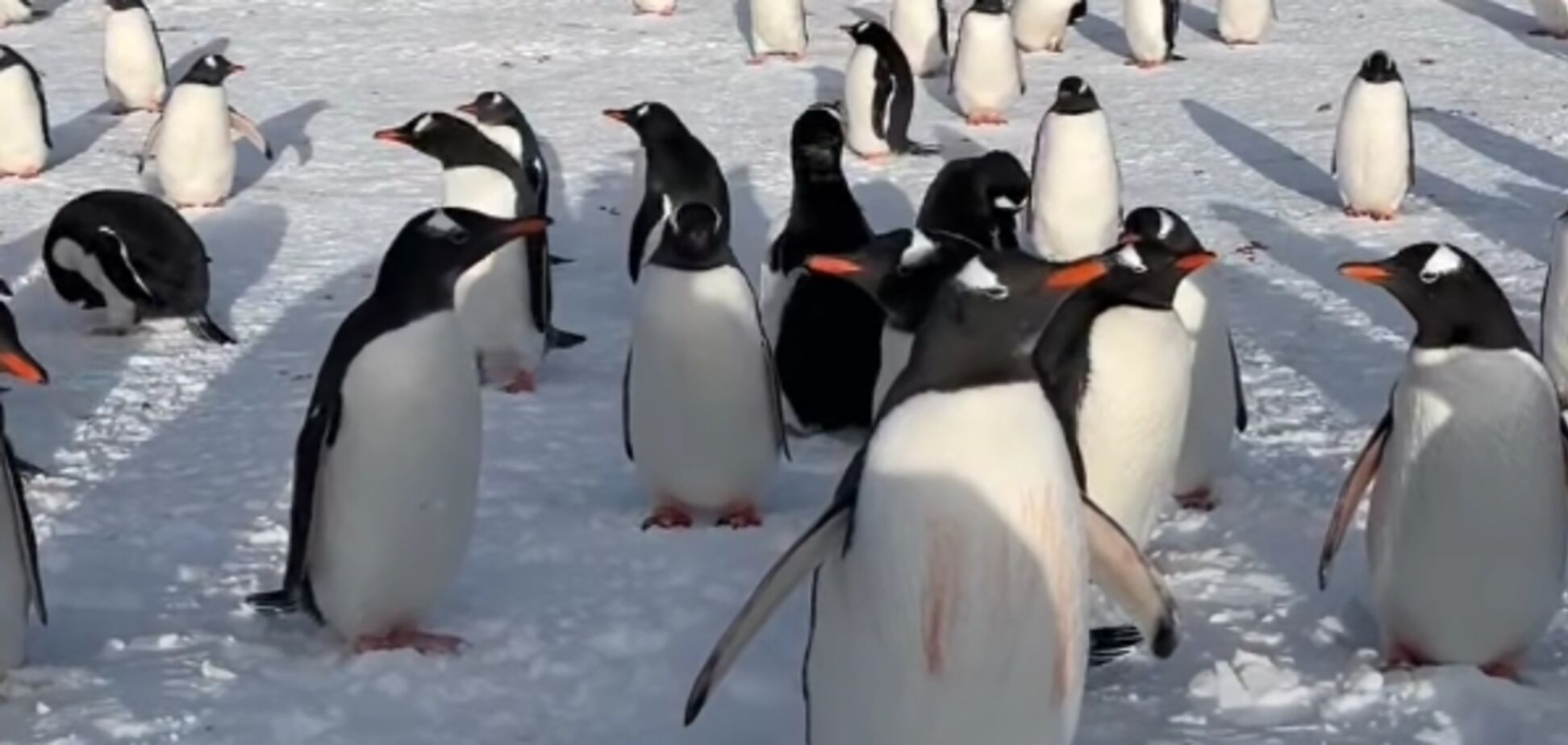 Стая пингвинов вплотную приблизилась к украинскому полярнику и принялась его рассматривать: милый момент в Антарктике попал на видео