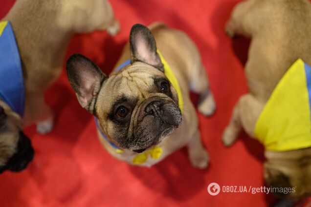 Ветеринар назвала популярную породу собак, которые имеют высокий риск переломов костей