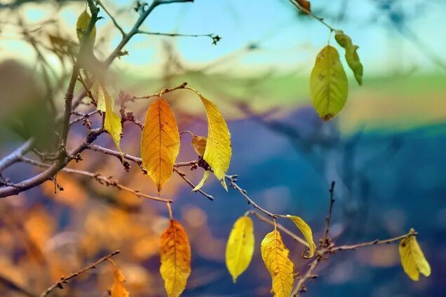 В Україну прийде мокрий сніг і знову потеплішає: у Гідрометцентрі озвучили прогноз погоди на тиждень