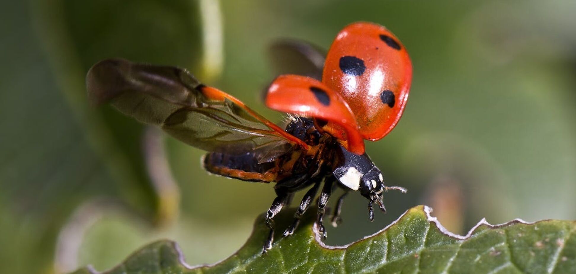 Зачем в СССР с самолетов сбрасывали специально разведенных божьих коровок: суть странного эксперимента