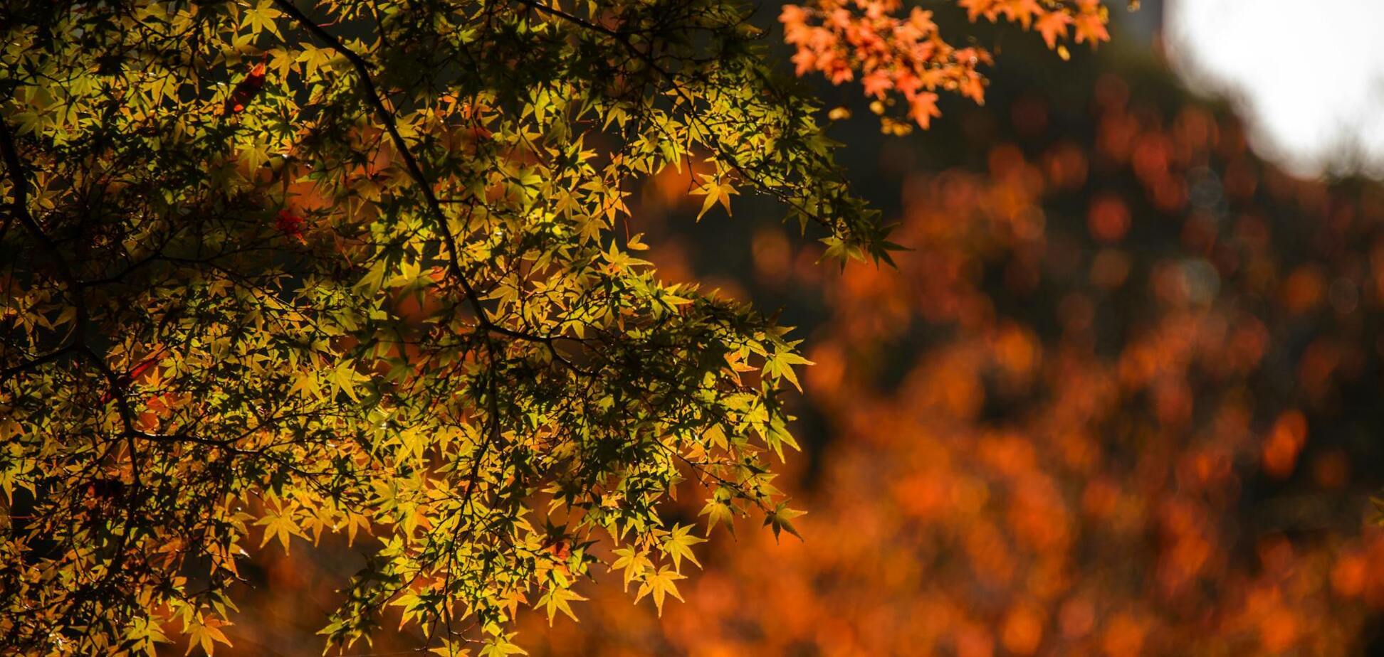 Штормовий вітер і похолодання: синоптикиня розповіла, коли чекати зміни погоди в Україні. Карта
