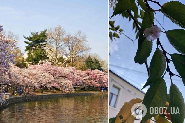 В Мукачево в конце октября снова зацвела 'бешеная сакура'. Фото