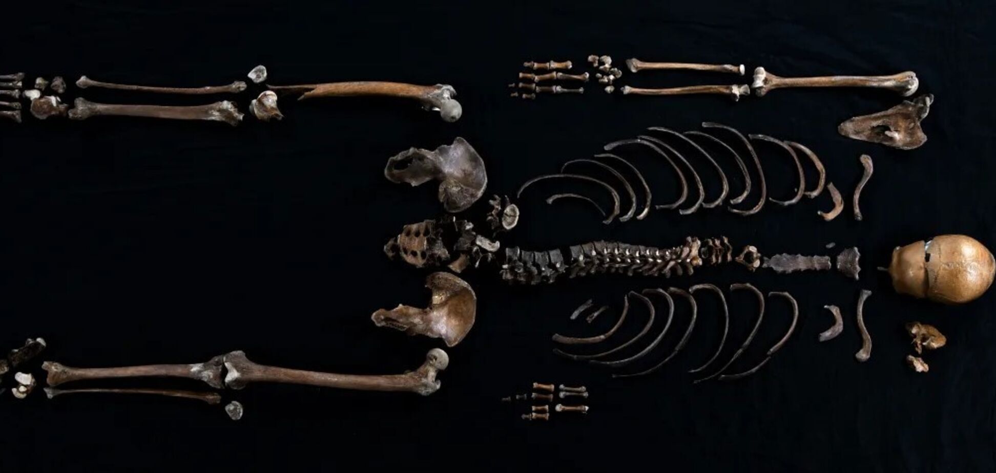 У Норвегії знайшли скелетні останки воїна 800-річної саги: що відомо про 'людину-колодязя'. Фото