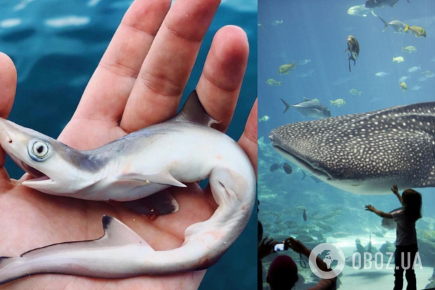 Який вигляд мають найбільша та найменша акули у світі. Фото