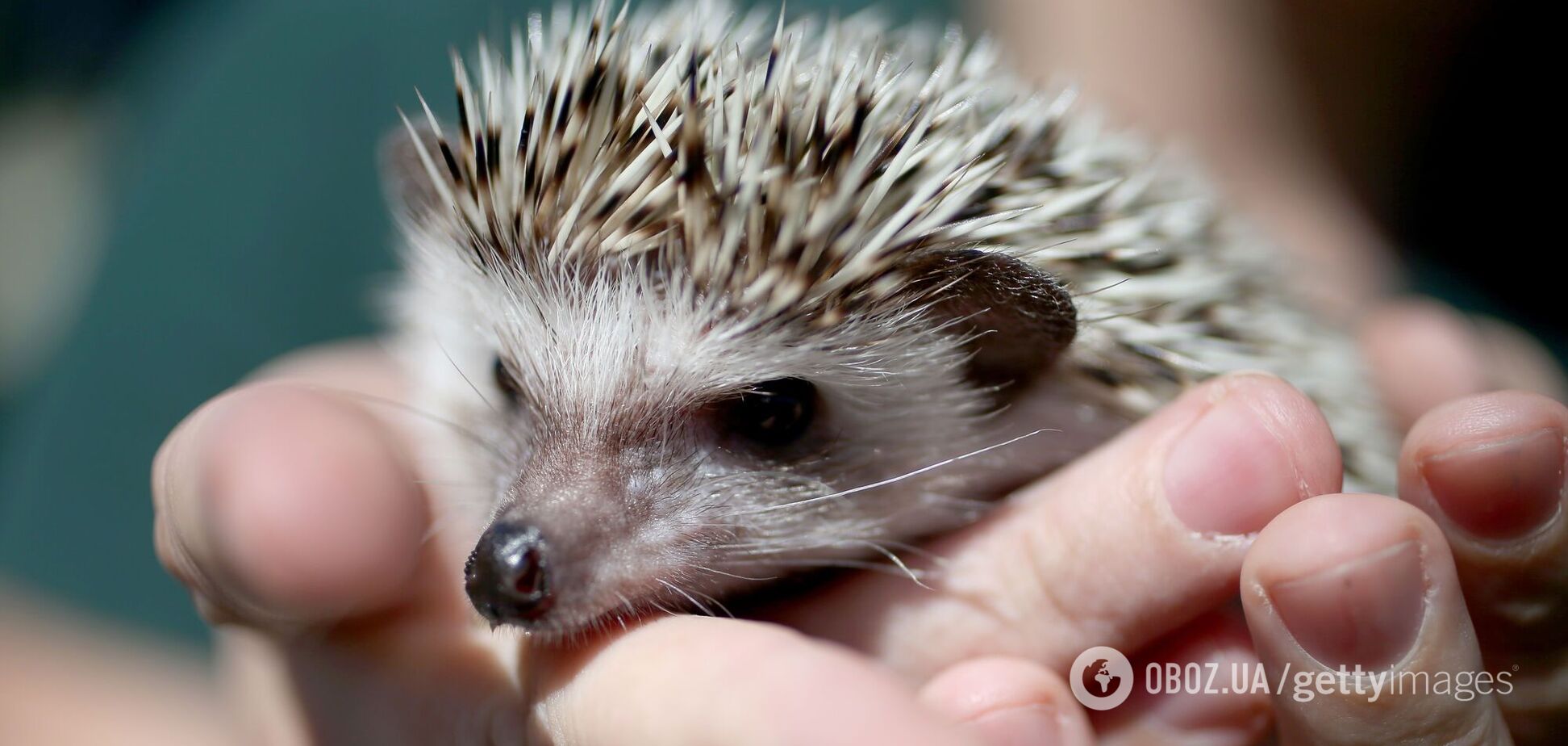 Їжаки у всьому світі опинилися під загрозою зникнення: вчені звернулися до людей