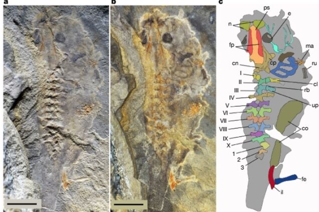Вчені виявили скам’янілість гігантського пуголовка, який жив понад 160 мільйонів років тому. Фото