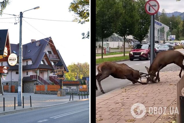 В центре Закопаного два оленя устроили схватку