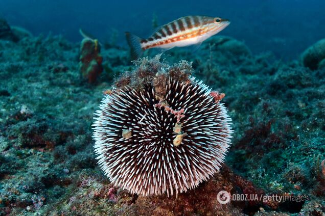 Вчені зняли приголомшливе відео, як акули жадібно пожирають морських їжаків із колючками