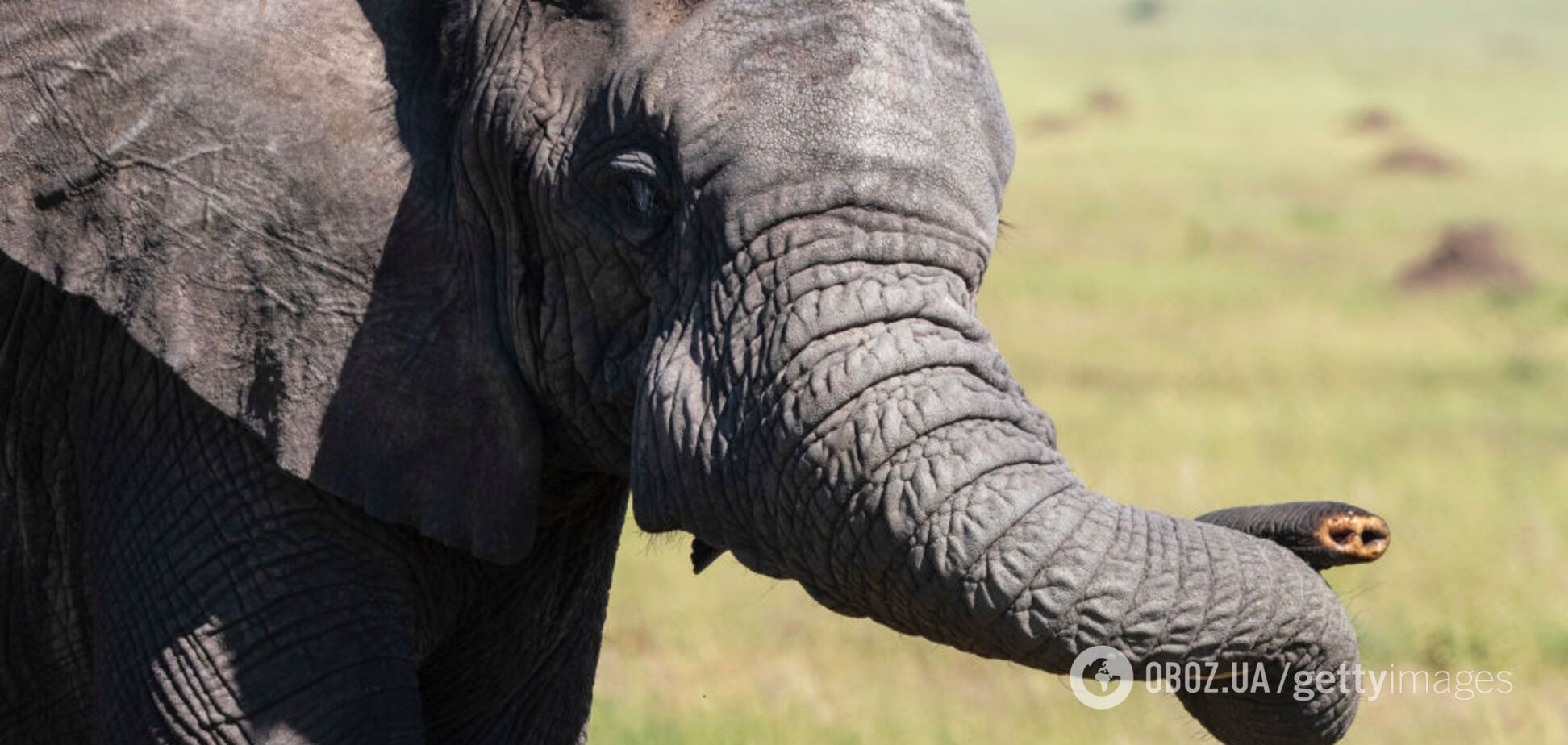 Откуда морщины у слонов: ученые обнаружили интересные факты
