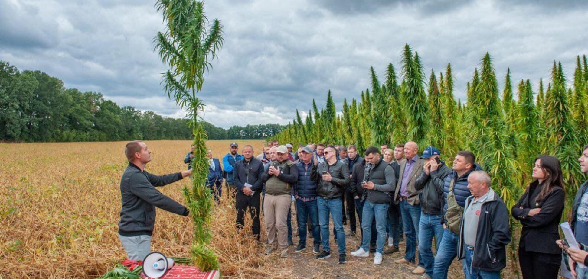 Порох, бронежилеты и не только: директор Института лубяных культур рассказал, как в Украине используют коноплю во время войны