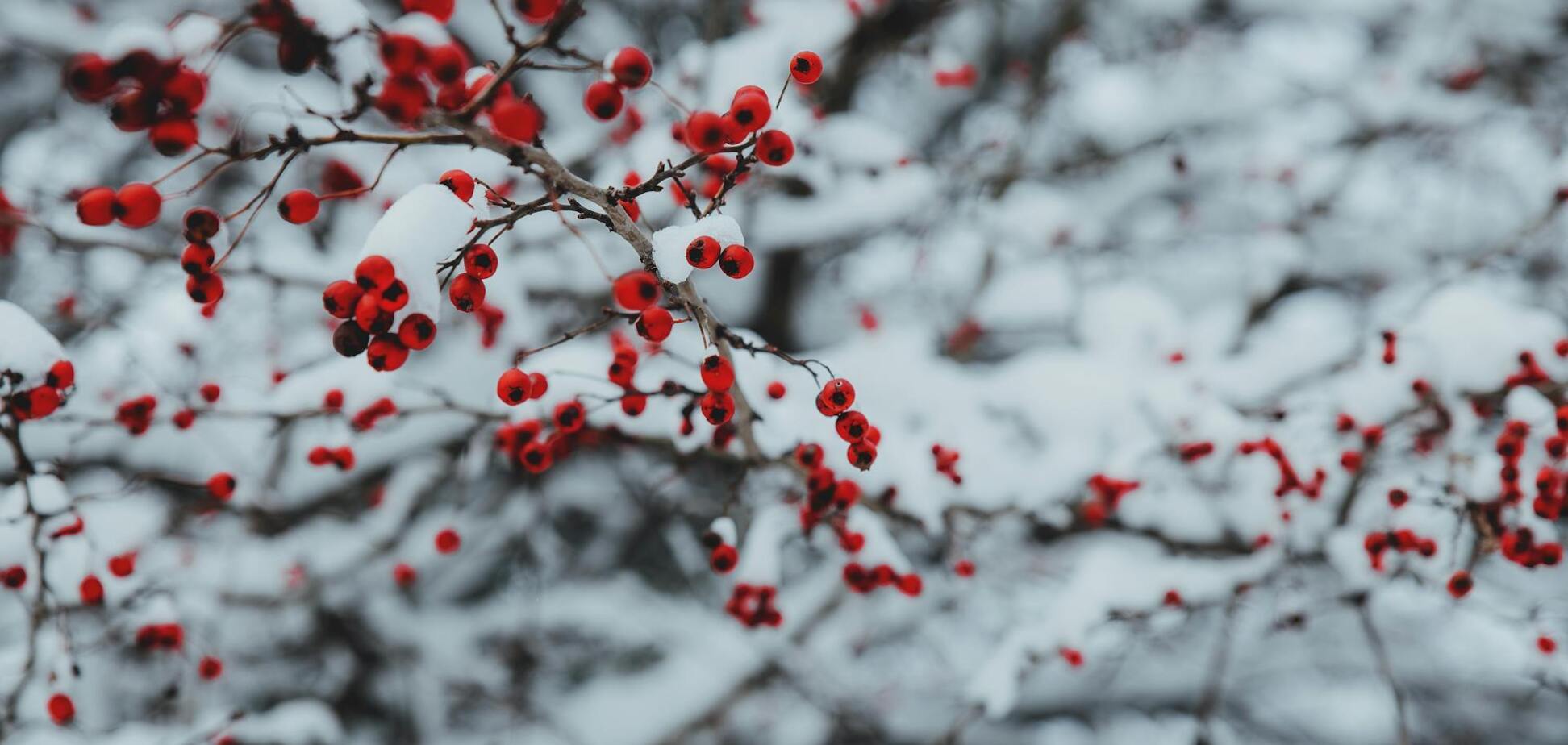 Лютий холод чи аномальне тепло? Синоптикиня розповіла, яких сюрпризів чекати українцям взимку