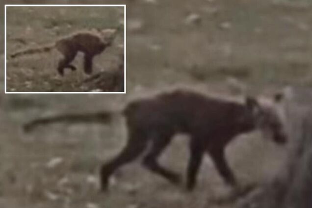 'Я ніколи такого не бачила': загадковий звір у парку Західної Вірджинії збентежив місцевих жителів. Фото і відео
