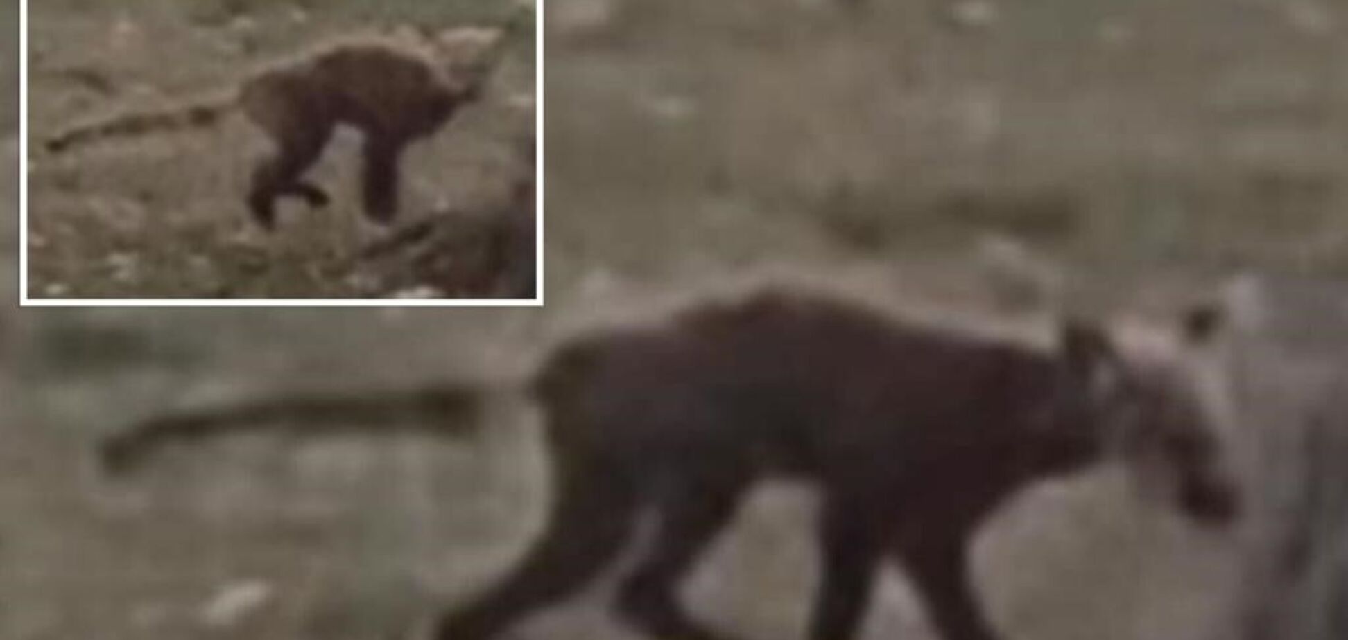 'Я ніколи такого не бачила': загадковий звір у парку Західної Вірджинії збентежив місцевих жителів. Фото і відео