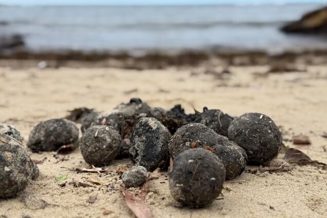 Хіміки з'ясували, що за смердючі кульки викинуло на пляжі в Австралії: краще до них не торкатися