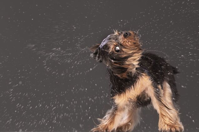 Почему мокрые собаки отряхиваются: ученые нашли объяснение