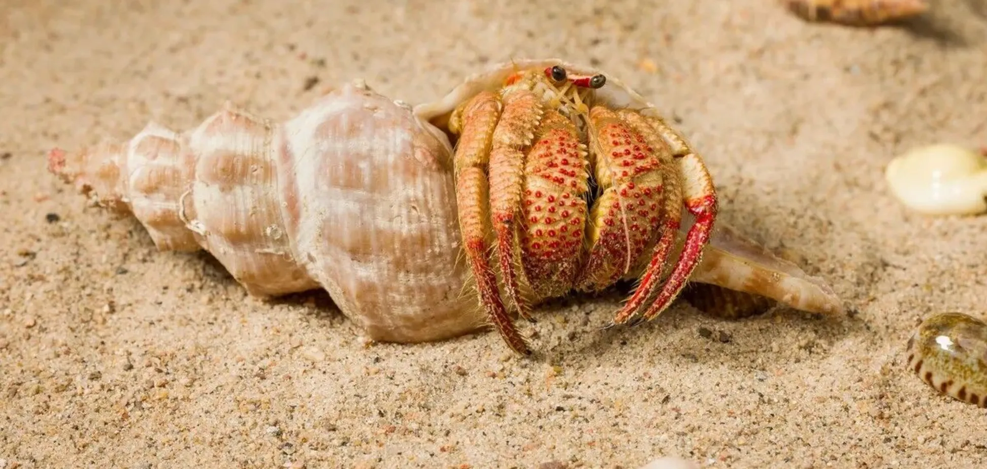 Вчені представили новий вид раків-самітників: 'Полуничні кігті' вражають яскравістю. Фото