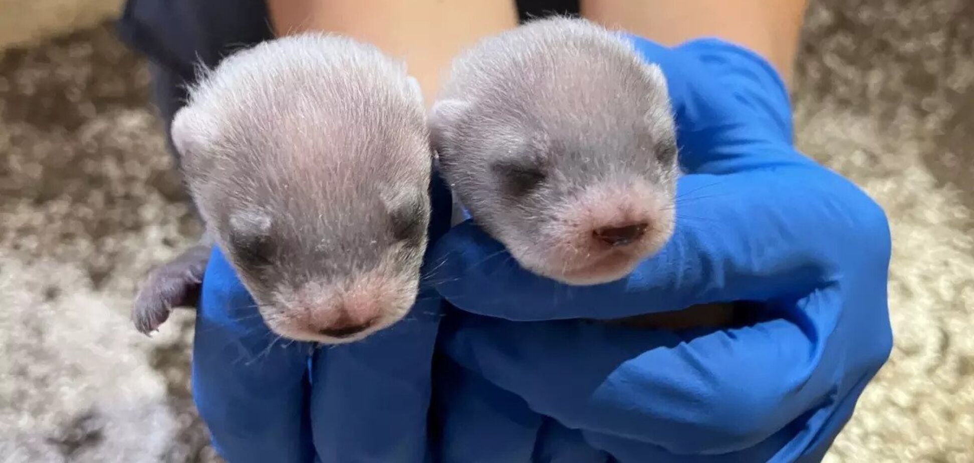 Впервые в истории: клонированная хорька родила детенышей. Фото