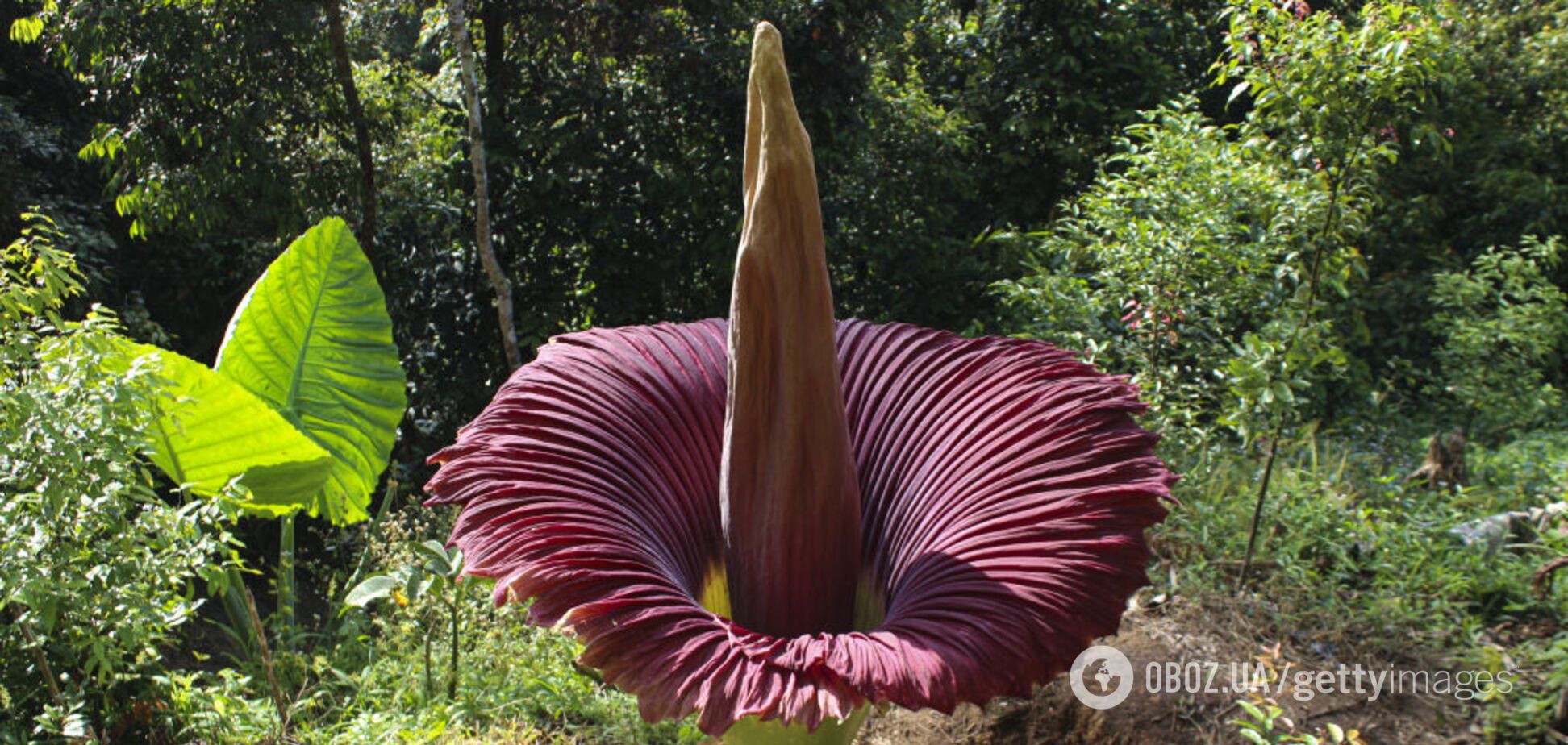 Пахне дохлим опосумом: вчені розгадали таємницю 'трупної квітки', яка цвіте раз на 10 років. Фото