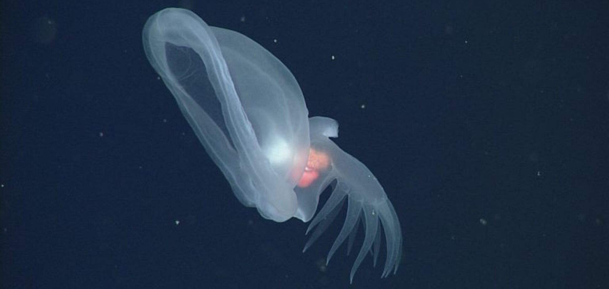 Рот-мухоловка, хвіст як весло та помаранчеві органи: на дні Тихого океану виявили 'загадкового молюска'. Фото і відео