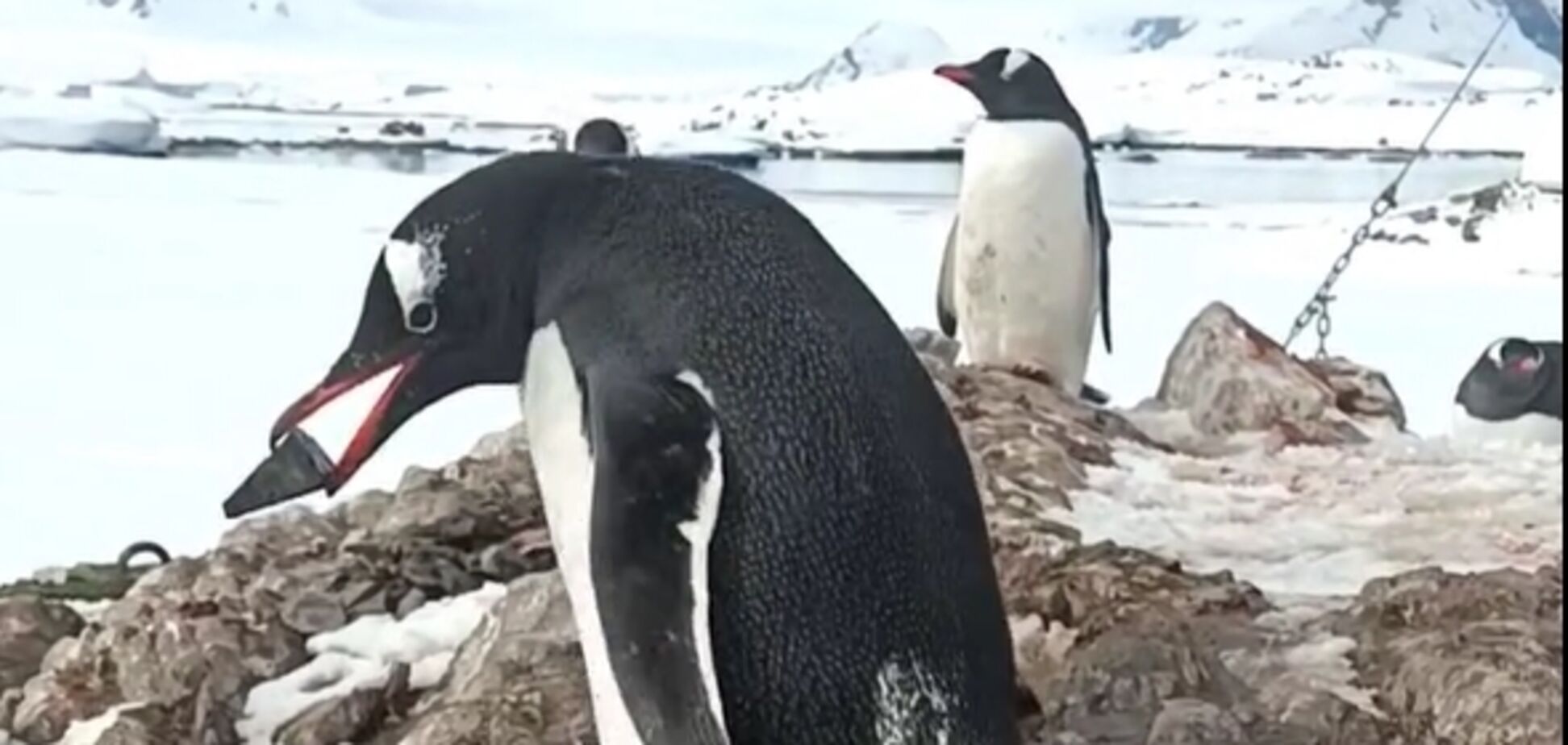'Маленькие воришки!' Сеть восхитило видео, как пингвины возле 'Вернадского' воруют камни