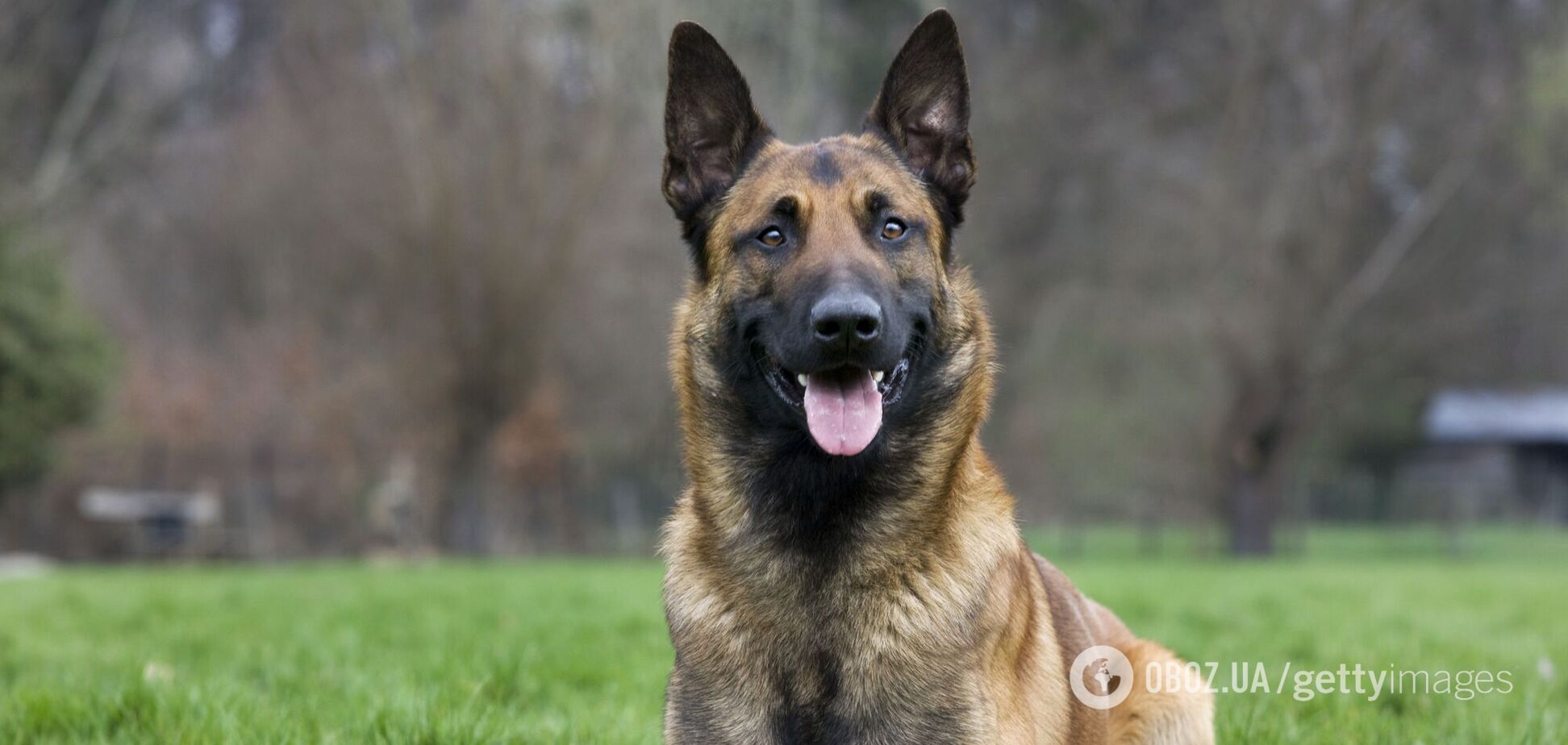 Размер имеет значение: ученые назвали самые умные породы собак