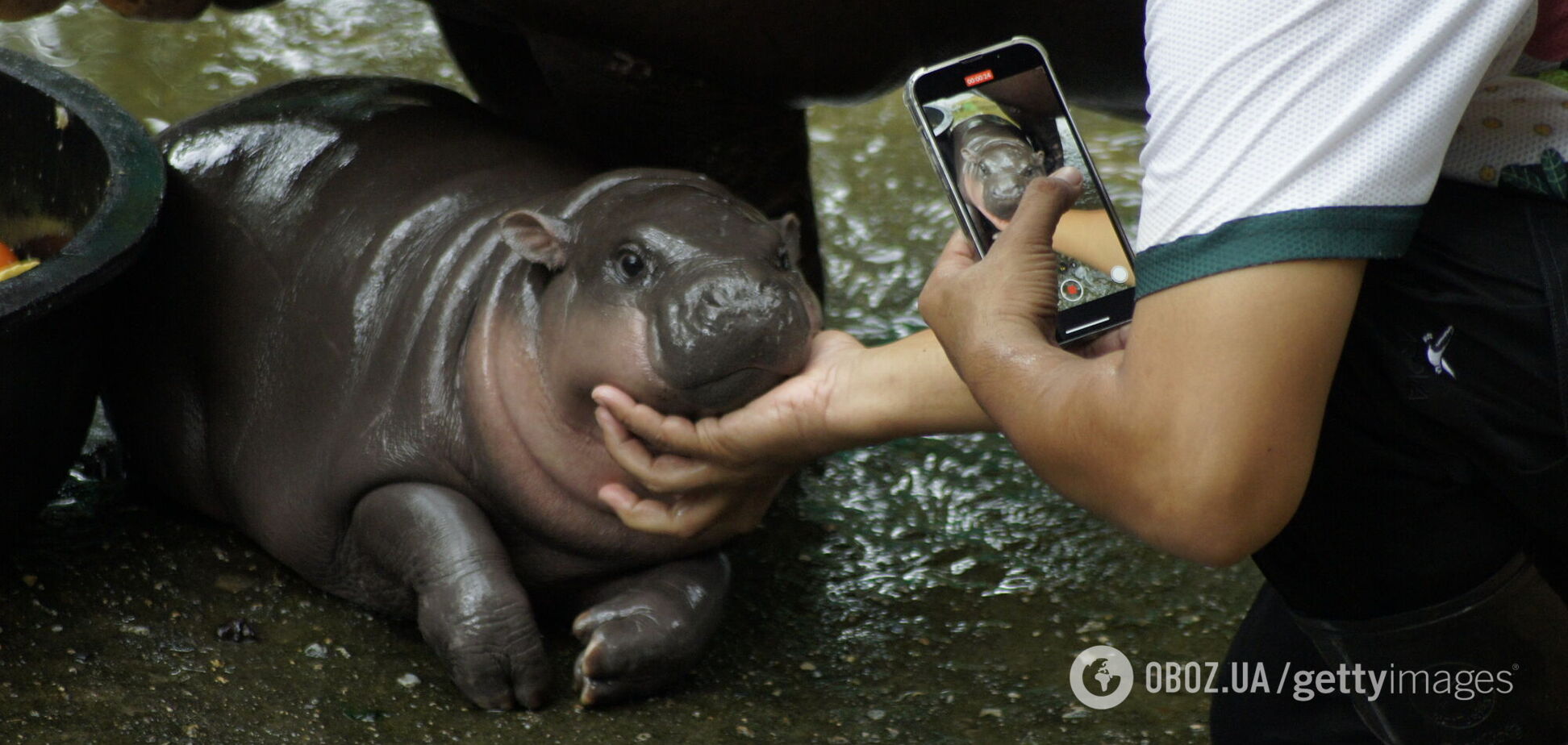 Самый известный карликовый бегемотик теперь имеет собственную песню, которую уже перевели на четыре языка. Видео