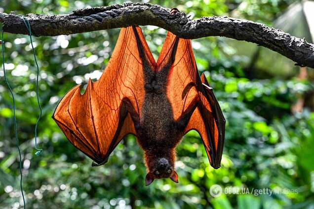 Дослідження кажанів-вампірів на біговій доріжці показало, як вони використовують кров для отримання енергії. Відео