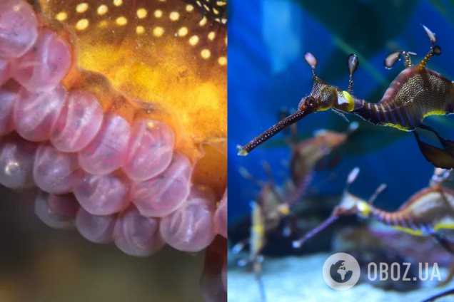 В Австралії зняли неймовірні кадри, як морський дракон несе на хвості 250 яєць