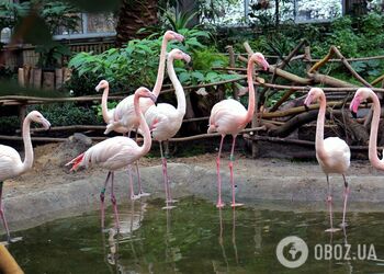 Необходимые условия и спецменю: в Киевском зоопарке в зимний павильон переехали розовые фламинго. Фото и видео