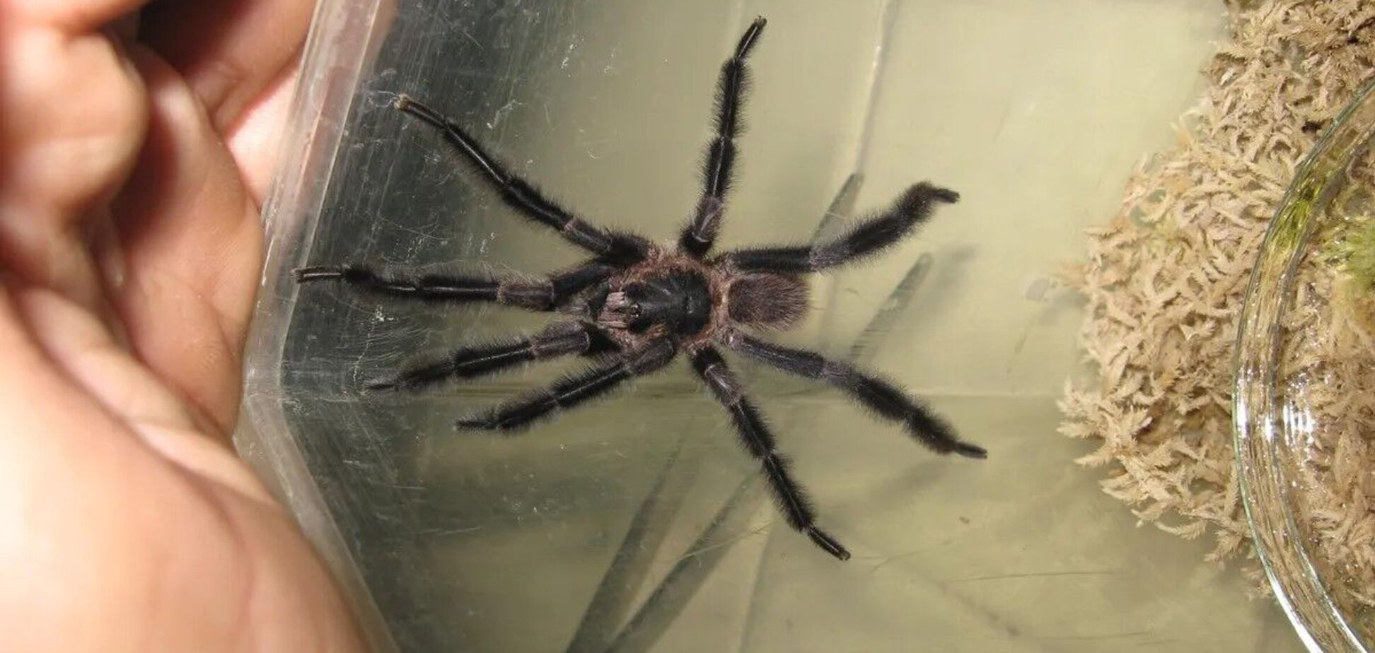 Самый крупный и с самыми волосатыми ногами в своем роде: новый вид тарантула найден на Кубе. Фото
