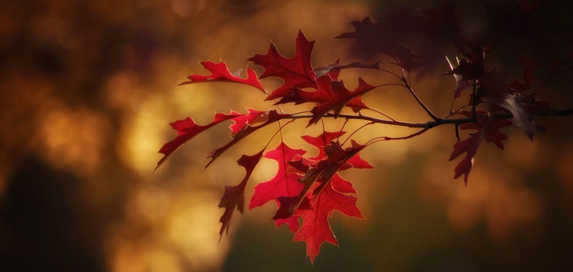 Може відбутися незначне потепління: у Гідрометцентрі уточнили прогноз погоди на неділю, 17 листопада